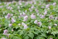 Wood Anemone nemorosa, field of pink stained flowers